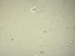 Clavaria krieglsteineri