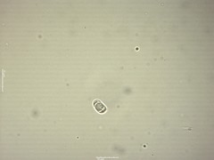 Clavaria krieglsteineri