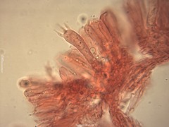 Clavaria krieglsteineri