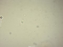 Clavaria krieglsteineri