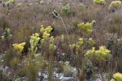 Aspalathus caledonensis