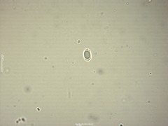 Clavaria krieglsteineri