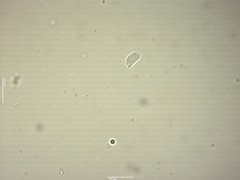 Clavaria krieglsteineri