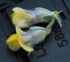 Aspalathus caledonensis