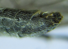 Dolerus liogaster