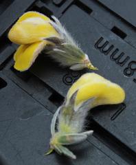 Aspalathus caledonensis