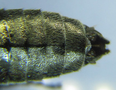 Dolerus liogaster
