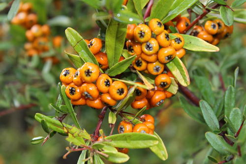 Pyracantha angustifolia