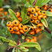 Narrowleaf Firethorn - Photo (c) Tony Rebelo, some rights reserved (CC BY-SA), uploaded by Tony Rebelo