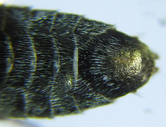 Dolerus liogaster