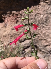 Salvia henryi