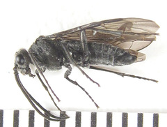 Dolerus liogaster