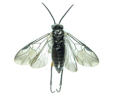 Dolerus liogaster