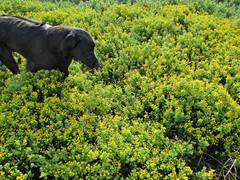 Oncosiphon sabulosus