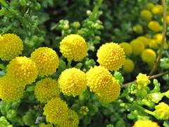 Oncosiphon sabulosus