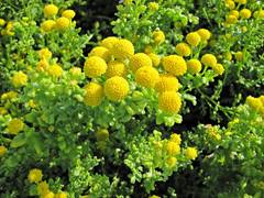 Oncosiphon sabulosus