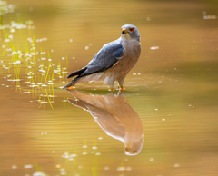 Accipiter badius