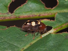 Cryptocephalus badius