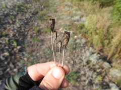 Papaver dubium stevenianum