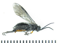 Dolerus liogaster