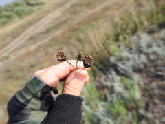 Papaver dubium stevenianum