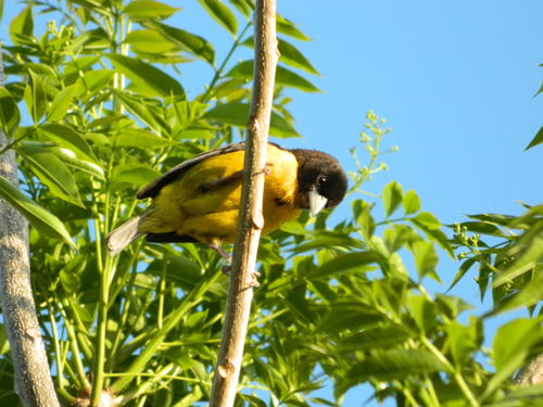 Subspecies Ploceus bicolor bicolor · iNaturalist