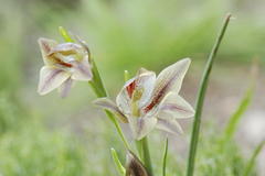 Gladiolus hyalinus