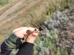 Papaver dubium stevenianum