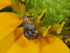 Tebenna gnaphaliella