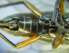 Dolerus liogaster