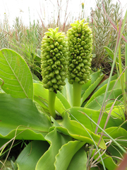 Eucomis autumnalis clavata