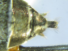 Dolerus liogaster