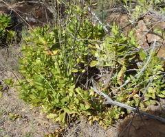 Crassula cultrata