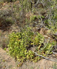 Crassula cultrata