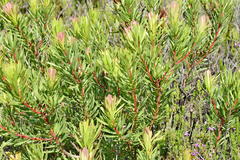 Protea lanceolata