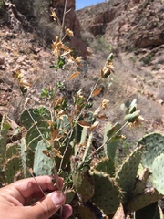 Brickellia baccharidea