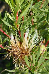 Protea lanceolata