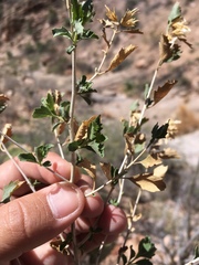 Brickellia baccharidea