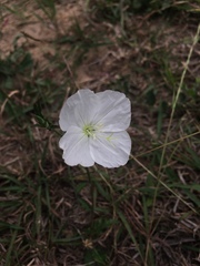 Oenothera kunthiana