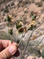 Brickellia baccharidea