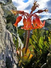 Cotyledon orbiculata orbiculata
