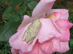 Hyperolius marmoratus marmoratus