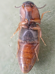 Sericus incongruus