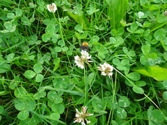 Bombus hypnorum