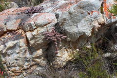 Crassula rupestris rupestris