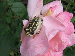 Hyperolius marmoratus marmoratus