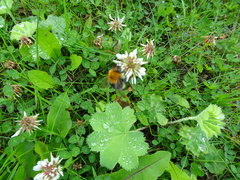 Bombus hypnorum