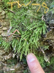 Hygroamblystegium