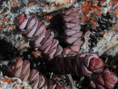 Crassula rupestris rupestris