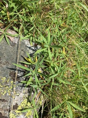 Trifolium polyphyllum